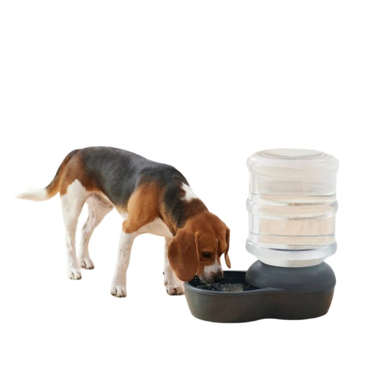 Essential Tips for Choosing the Best Dog Water Bowl