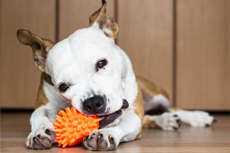 The Ultimate Indestructible Dog Toy with a Lifetime Guarantee