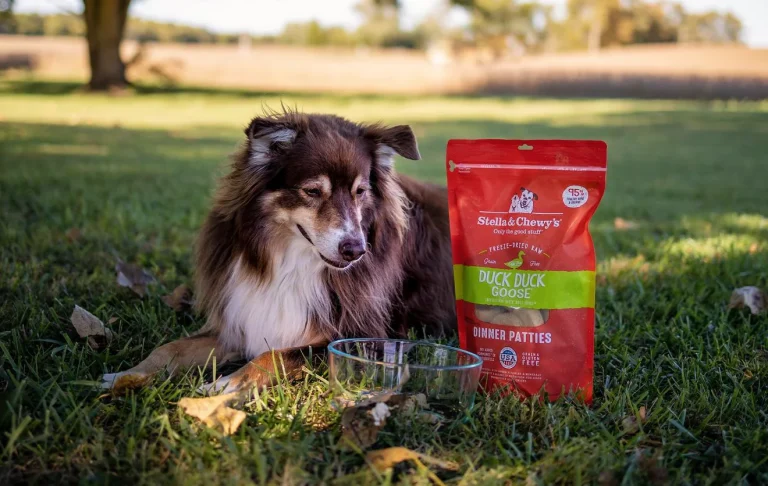 Stella and Chewy Dog Food Review: Exploring Raw Coated Kibble Options